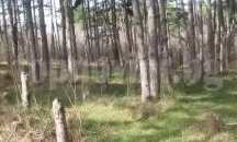 Незаконна сеч заплашва квартал Аспарухово от ново бедствие