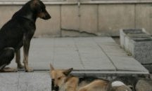 Двама заболяха от кучешка тения в Старозагорско