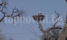 Първите щъркели пристигнаха в Самуилово