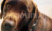 Плевенчани ще изработят коледни сувенири в подкрепа на бездомните животни