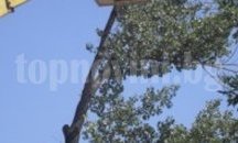 Подрязват корони на дървета в Стара Загора