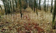 100 дка държавна площ ще бъде залесена край Разград