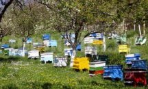 Откраднаха 38 пчелни кошера в Паничерево