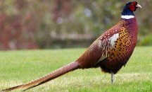 Ловци разселиха 1400 птици в Шуменско