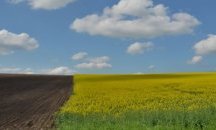 Над 92 хил. декара със зърнени култури са поразени на 100% от градушките