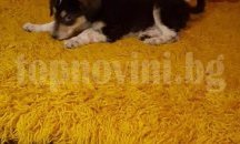 Десетки случаи на отровени кучета шокираха жители на град Сопот