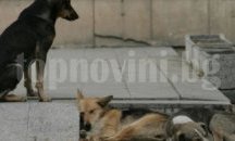 Започва кастриране на бездомни кучета и котки в Казанлък