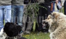 12 души в ареста заради опит за провеждане на незаконни боеве с кучета, днес се очаквали нови такива