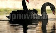 Варненският зоопарк отново има черни лебеди
