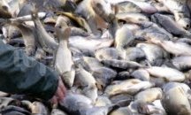 ИАРА дари 100 килограма конфискувана риба на Социален патронаж
