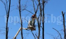 Само лев за кубик дърва с корояд