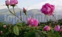 Откраднаха розови храсти във Виден