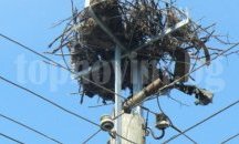 Поставят 210 нови платформи за гнезда на щъркели по стълбове в Пловдивско