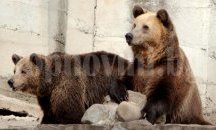 В Стара Загора ще има парк за свободно отглеждане на мечки