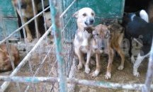 Петиция за затваряне на общинските концлагери за кучета събра подкрепата на над 11 000