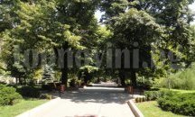Предстои премахването на изгнилите и болни дървета в община Свищов