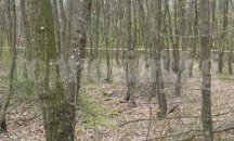Съставиха 373 акта за незаконна сеч в Пловдивско за година