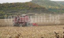 Предстои третиране на рапицата в околностите на Плевен