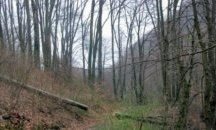 Североизточно държавно предприятие стартира разяснителна кампания за опасността от пожари в гората
