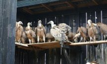 Волиера за грабливи птици откриват в Стара Загора