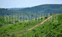 Прокурори ще садят дръвчета на Витоша