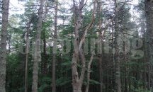 10 387,4 хектара са горите във фаза на старост в Бургаска област
