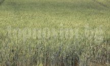 1,366 млн. лв. субсидия за протеинови култури получиха земеделци в Шуменско
