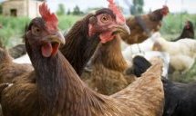 26 са потвърдените огнища на Инфлуенца по птиците в пет области у нас