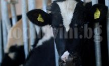 Заради зараза движението на едри преживни животни в област Добрич е под засилен контрол