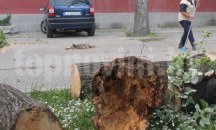 Вятър събори дърво в двора на Спешното в Хасково