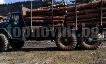45 са незаконно отрязаните дървета край Разлог