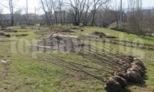 40 дръвчета ще засади РИОСВ – Пловдив на Световния ден на Земята