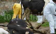Заради зараза в две села, забраниха продажбата на животни в Хасково