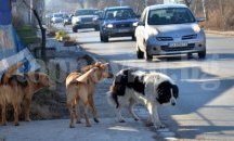 Приема се половинчата стратегия за борба с популацията на уличните кучета, алармират природозащитници
