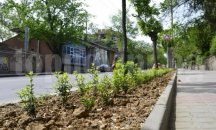 С 30 000 стръка жив плет създават цветни лехи край бул. „България”