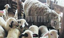 Извънреден Консултативен съвет по животновъдство в област Добрич