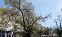Стабилизират Стария бряст през май