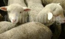 Крадец задигна агнетата на млада булка, едното оцеля