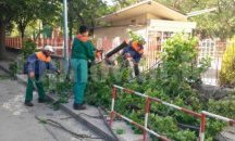 Жена се отърва на косъм от паднало дърво в Пловдив