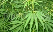 30 000 младежи в България употребяват редовно канабис