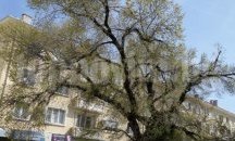 Ваксинират днес Стария бряст