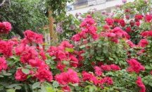 Над 6523 пловдивчани са именици на Цветница