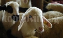 Конфискуваха агнета без документи в област Добрич
