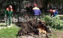 Огромна липа падна в Дондуковата градина в Пловдив