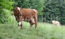 Умъртвяват 120 крави в старозагорското село Дълбоки