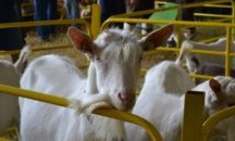 1440 кръвни проби за чума правят по дребните преживни животни в Ямболско
