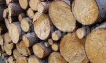 Предоставиха безплатно 200 кубика дърва на детските градини в Шумен