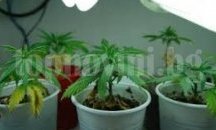 Разбиха миниферма за отглеждане на марихуана в Бохот