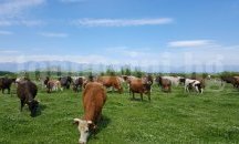 Ново огнище на нодуларен дерматит откриха в Кочериново