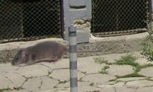 Огромни плъхове атакуваха шведски град